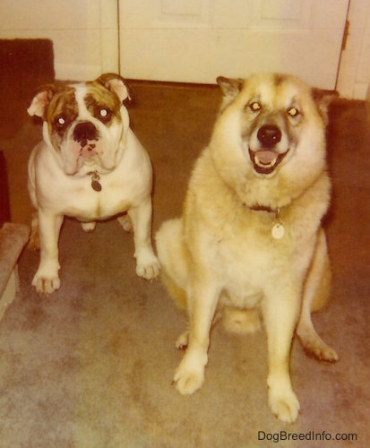 Spike the Bulldog is sitting on a carpet and to the right of him is a Shepherd Husky mix. They are both looking up, the Shepherd Husky has its mouth open and it looks like it is smiling.