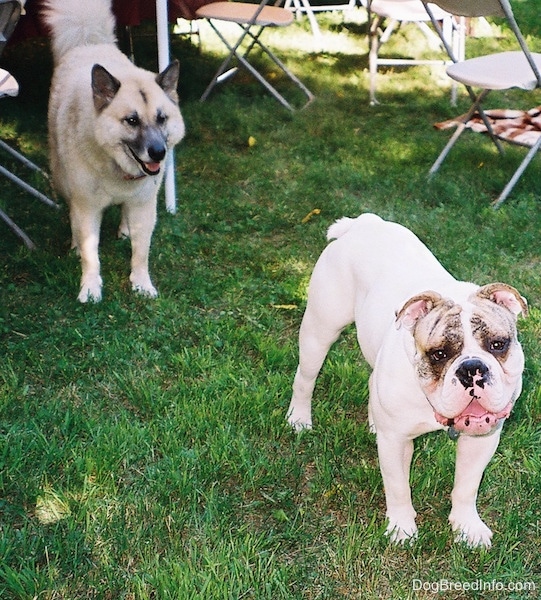 Spike the Bulldog is standing in grass with his head slightly tilted to the left. There is a tan with black Shepherd Husky standing behind him under the shade of a tent. 