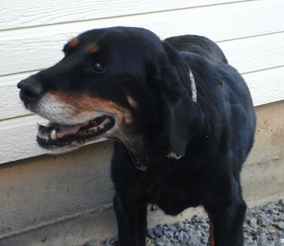 Close up front view - A graying black with tan and white Springer Rottie dog is standing on a gravely surface on the side of a house. The dog is looking to the left, its mouth is open and it looks like it is smiling.