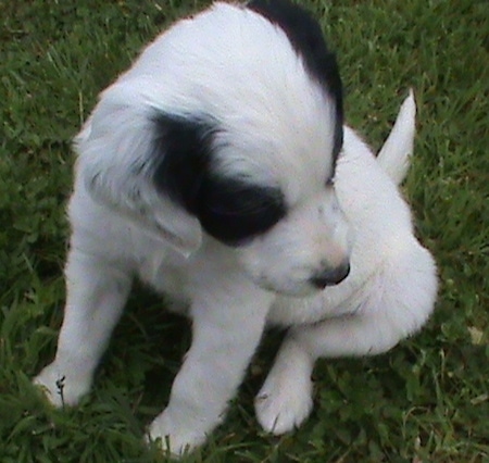 Close up front side view - A white with black Sprollie is sitting in grass, it is looking down and to the right. It has a white body with black patches around each eye and a black nose.