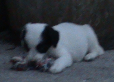 Front view - A white with black Sprollie puppy is laying on a carpet and chewing a rope toy in front of it.