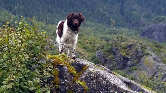 A brown and white Stabyhoun is standing on a rock, at the base of a grassy terrain and it is looking forward.