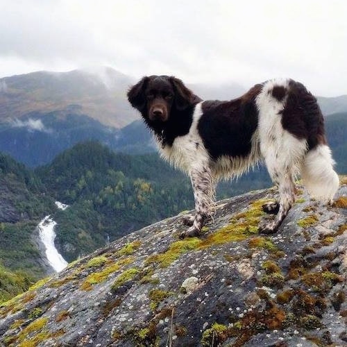 A brown and white Stabyhoun is standing across a large rock on the side of a mountain with a sceanic steep view and it is looking back at the camera.