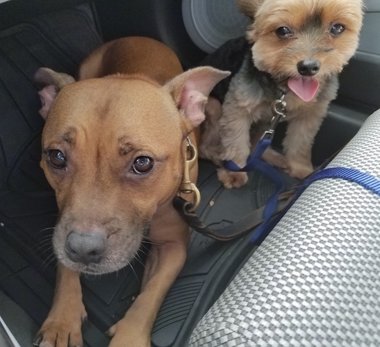 Two dogs in a car - A Medium sized Staffy Bull Terrier dog connected to a black leash laying down next to a sitting toy-sized tan and black dog sitting on the floor of a car with a blue leash connected to its collar.
