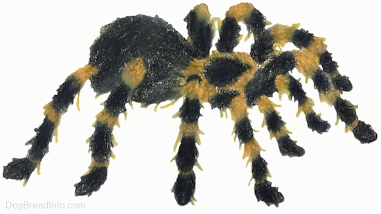 A drawling of a fuzzy tarantula.