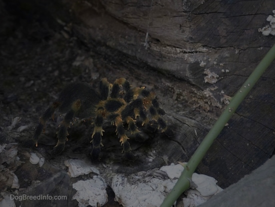 A Tarantula is standing outside on a log