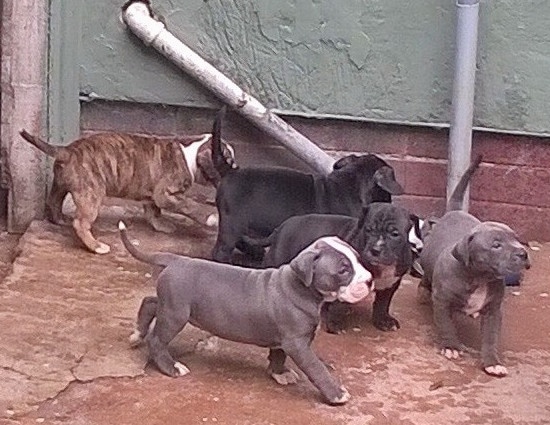A litter of 5 puppies walking around on a concrete patio next to a building. Two puppies are blue and white, one puppy is black and white, one puppy is black and one puppy is brown brindle and white.