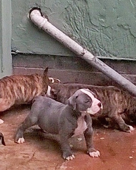 A blue and white puppy with two brown brindle puppies behind it are outside on a concrete patio next to a green and brick building