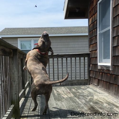 Spencer the Pit Bull Terrier jumping backwards on a wooden deck in an attempt to grab a carpenter bee out of the sky