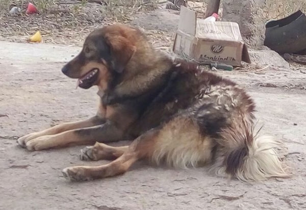 The back left side of a thick coated, large breed, black, brown and white Tibetan Mastiff dog laying on a dirt path.