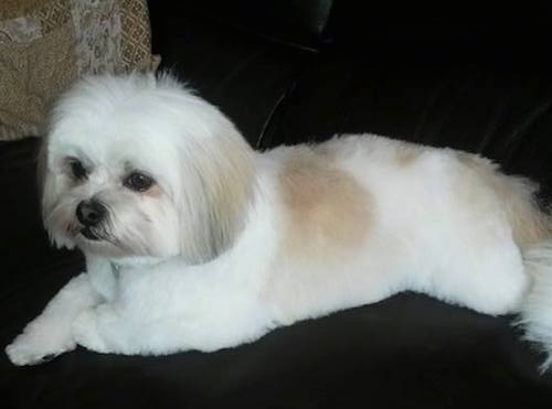 A soft-looking, small white and tan dog  with its coat trimmed short and ears kept long laying on a black couch. The dog has a thick coat.