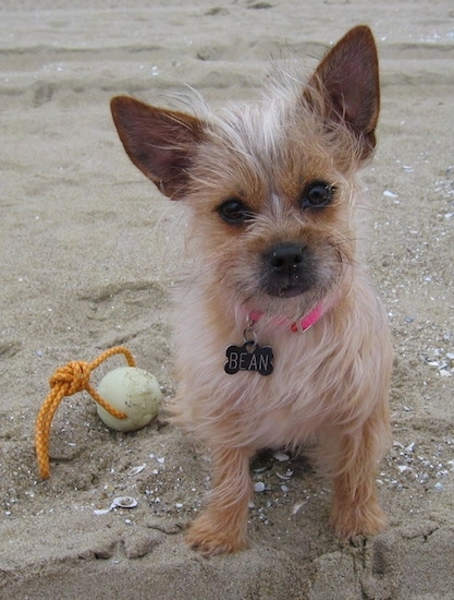 Close up front view - A wiry looking, perk eared, tan with white Toxirn dog sitting in sand looking forward. There is a ball with a rope through it to the left of it. It is wearing a black dog tag that reads 'BEAN'. The dog has wide round dark eyes and a black nose.