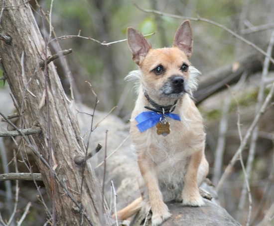 A small tan with white Toxirn dog sitting on the trunk of a fallen tree wearing a blue ribbon looking to the right. The dog has short hair with longer wiry hair on its cheeks, a black nose and dark eyes.