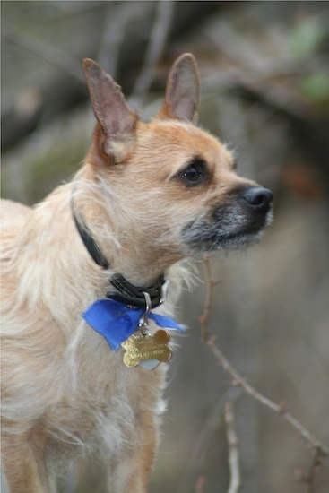 The upperhalf of a tan with white Toxirn dog standing across a log and it is looking to the right. It has a darker short undercoat with thin lighter hair coming out that gives it a scruffy look. It has perk ears.