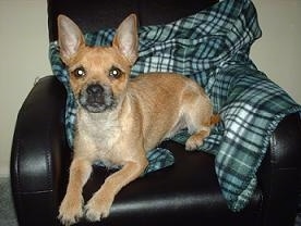 Front side view - A tan with white Toxirn dog laying across a black arm chair and it is looking forward. The dog has large perk ears.