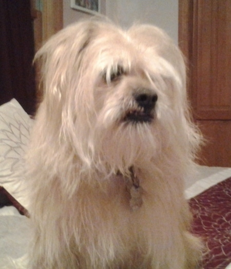 Close up front side view - A tan long-haired Toxirn dog sitting on a bed looking to the right. It has long hair, a blak nose and an underbite.