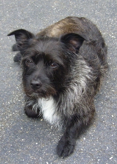 Top down view of a wiry looking, black with white and tan Toxirn dog that is laying on a blacktop surface and it is looking up. It has soft looking almond dark eyes, ears that are set wide apart folded up and down to the sides, a black nose and a white belly with a black body and some gray on its neck.