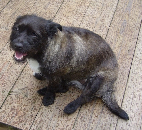 The left side of a soft looking, black and tan with white Toxirn dog sitting across a hardwood porch looking to the left. Its mouth is open and it looks like it is smiling. There are raindrops on the wood of the porch. The dog has dark eyes and a black nose.