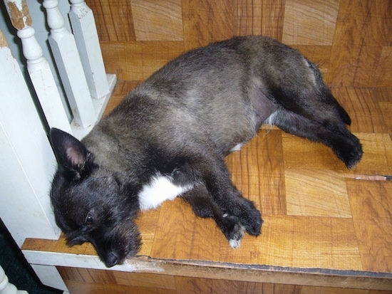 The right side of a short-legged, black and tan with white Toxirn that is laying across a step.