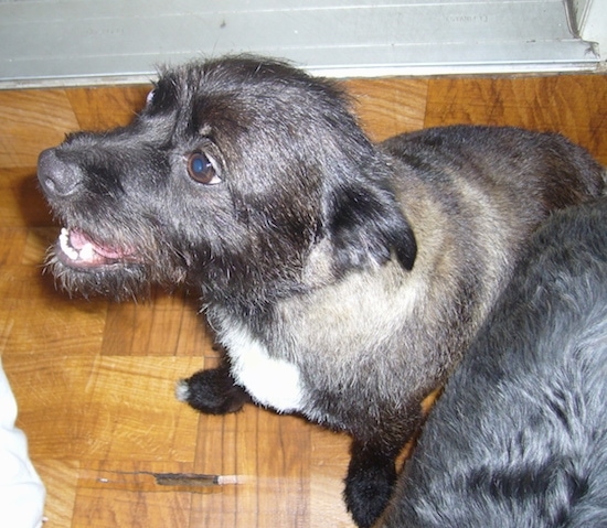Top down view of a black and tan with white Toxirn that is sitting across a hardwood floor, it is looking up and to the left. Its mouth is open and it looks like it is smiling. It has wiry hair around its snout and brown eyes.