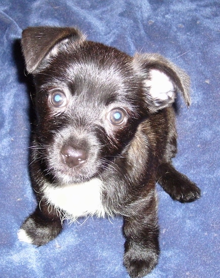 Top down view of a black and tan with white Toxirn puppy is sitting on a blanket looking up. It has wide round brown eyes, a black nose and small ears that fold forward in a v-shape.