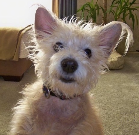 Close up - A scruffy looking, tan Toxirn dog sitting on a carpet looking forward. There is a bed and a potted plant behind it. The dog has small perk ears with fringe hair hanging from them, dark eyes, a black nose and black lips.