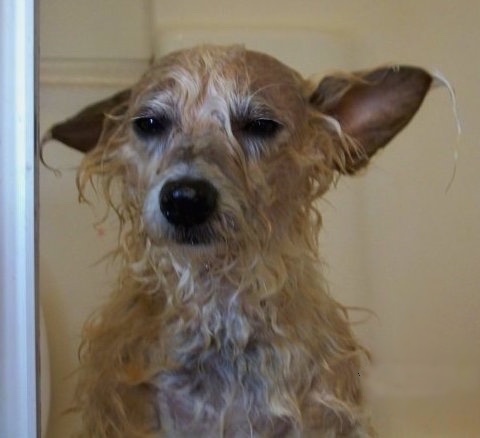 A wet tan with white Toxirn dog sitting in a doorway looking forward. It has large perk ears that are sticking out to the sides and a black nose.
