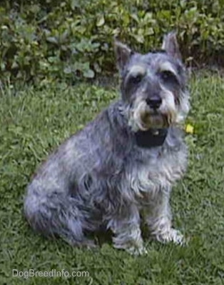 The right side of a gray with white Miniature Schnauzer is sitting on a grass surface and it is looking forward.