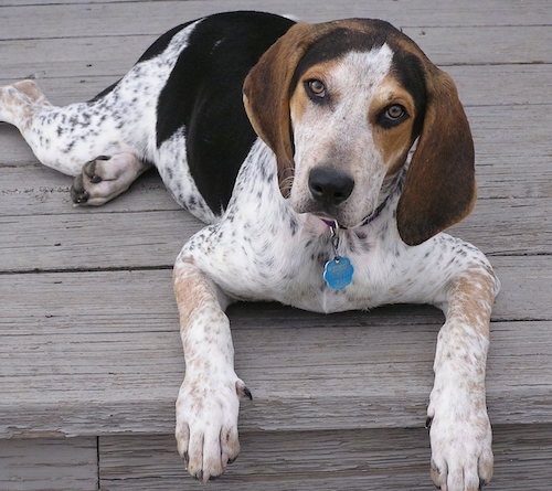 Front view - A black and white with brown Treeing Walker Coonhound is laying on a wooden porch at the top of a staircase outside on a wooden deck, its head is tilted to the right and it is looking forward. The dog has ticking all over the white areas of its body, brown almond shaped eyes and large drop ears that hang down to the sides.