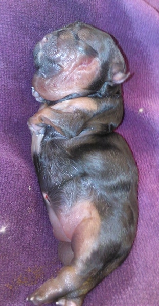 A dead Yorkshire Terrier Water (Walrus) puppy placed on a purple towel