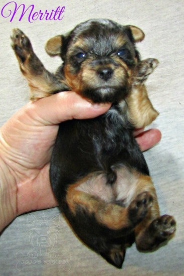 A Yorkie puppy with a deformed leg being held in the air by the hand of a person