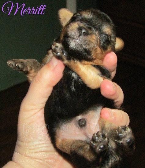 A Yorkie puppy with a deformed leg being held in the hand of a person