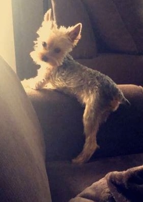 A small Yorkshire Terrier dog on the arm of a brown couch