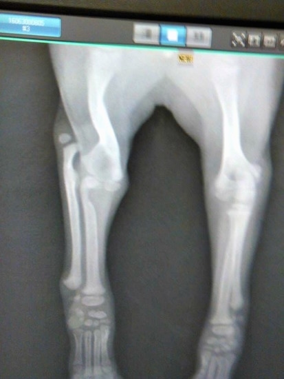 An x-ray showing a crooked bone on an 8 week old puppy