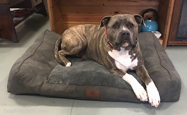 A gray brindle large breed dog with a white chest laying on a brown dog bed on top of a gray floor in front of a This End Up wooden book shelf.