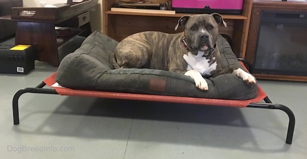 A gray brindle large breed dog with a white chest laying on a brown dog bed that is on top of a raised platform on top of a gray floor in front of a This End Up wooden book shelf.