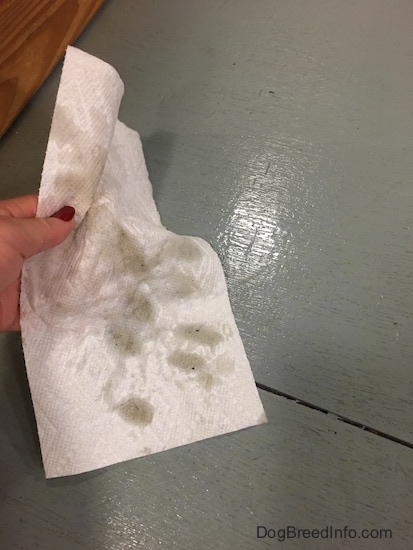 A person's hand with painted red fingernails holding a wet white paper towel that was just wiped across the gray floor below.