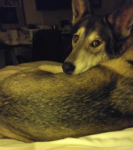 The back right side of a Timberwolf that is laying across a bed and it is looking forward. It has large perk ears and wide brown eyes.