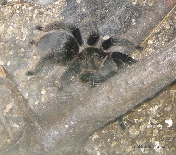 A huge black fuzzy spider on top of brown gravel on top of and under a tree branch.