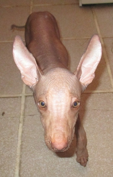 Front view - A tan hairless dog walking across a tiled floor. The dog has huge narrow perk ears, round tan eyes, a liver colored nose and wrinkles on its forehead.