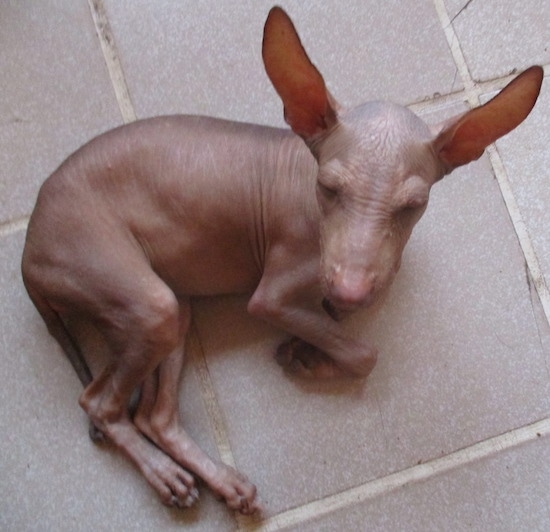 A completely hairless dog with huge perk ears laying on a tan tiled floor. It has wrinkles on its brown skin and a liver colored nose.