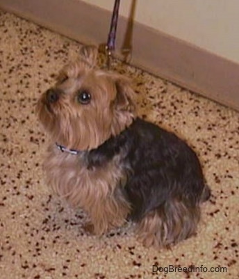 The left side of a black and brown Yorkie is sitting on a floor. It is looking up and to the left. The little dog's thick coat is trimmed around its face.