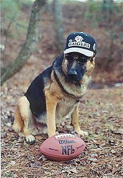 A German Shepherd is sitting outside in woods wearing a Raiders hat and sunglasses sitting in front of a football. 