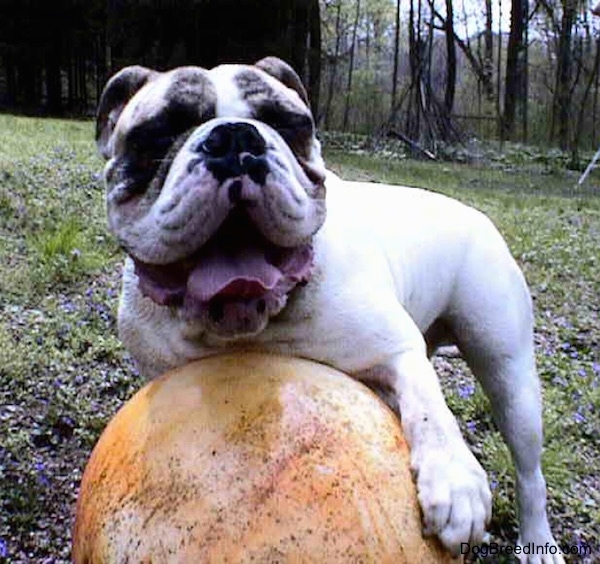 Spike the Bulldog is on top of a big orange ball