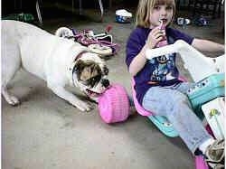 Spike the Bulldog is biting the back wheel of a big wheel that a little girl is sitting on