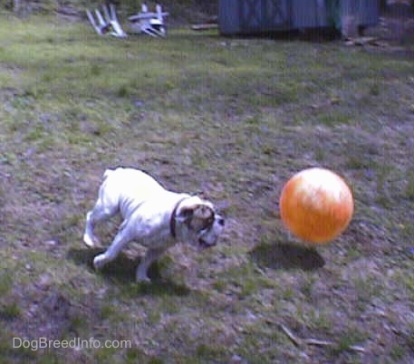Spike the Bulldog is running after a big orange ball in a field