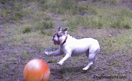 Spike the Bulldog is jumping at a big orange ball in a field
