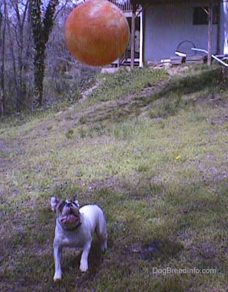 Spike the bulldog is lookiong up at a big orange ball. The Orange Ball is in the air