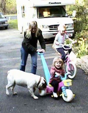 Spike the bulldog is biting the back wheel of a tricycle that a little girl is riding on and a lady is pushing