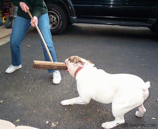 Spike the Bulldog is having a tug of war for a broom with the person holding it